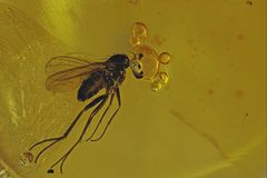 Bernstein Inkluse - Langbeinfliege Dolichopodidae Fliege, baltisch