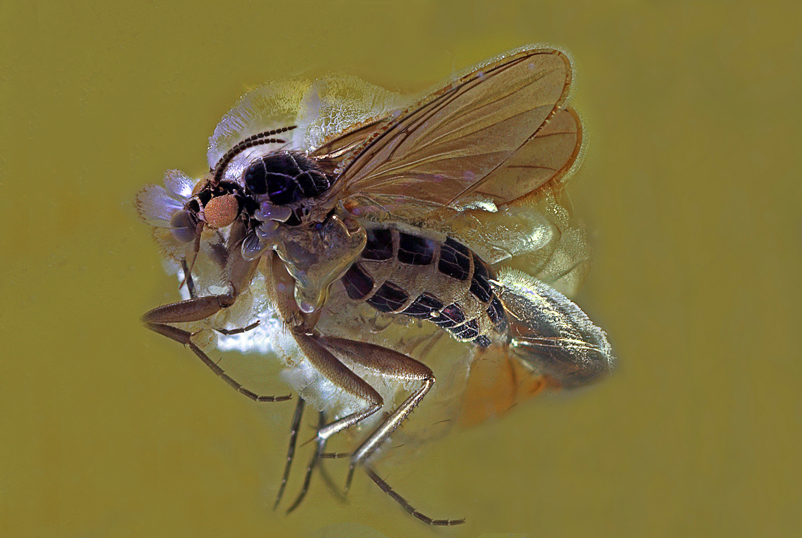   Bernstein Inkluse Pilzmücke (Mycetophilidae), baltisch, BB 6 m Kopie