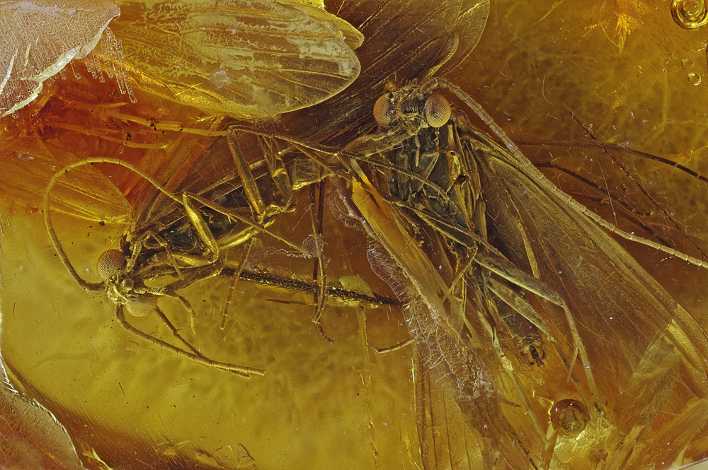 Bernstein Inklusen Köcherfliegen (Trichoptera), baltisch