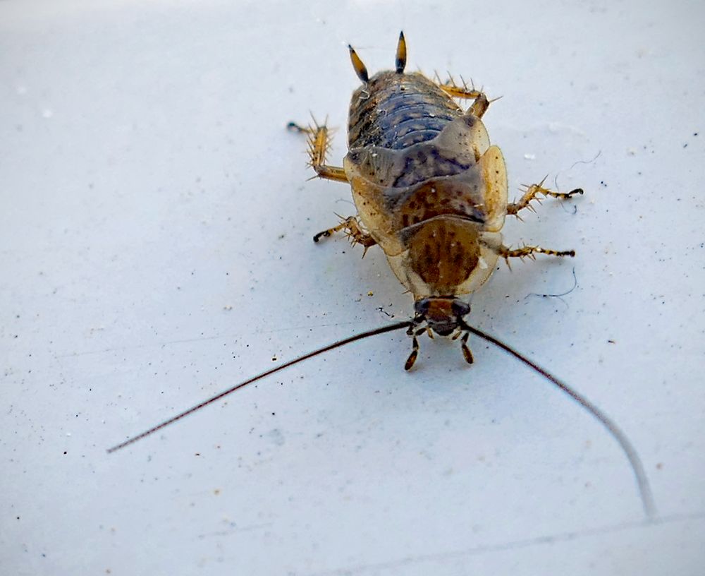 BernsteinWaldschabe Foto & Bild tiere, wildlife, insekten Bilder auf