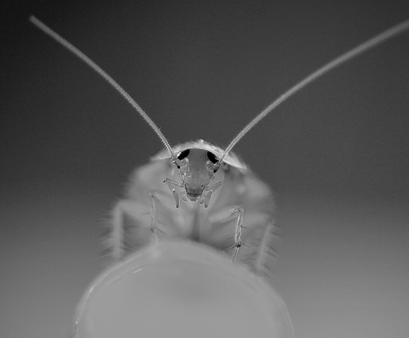 BernsteinWaldschabe (?) Foto & Bild tiere, wildlife, insekten Bilder