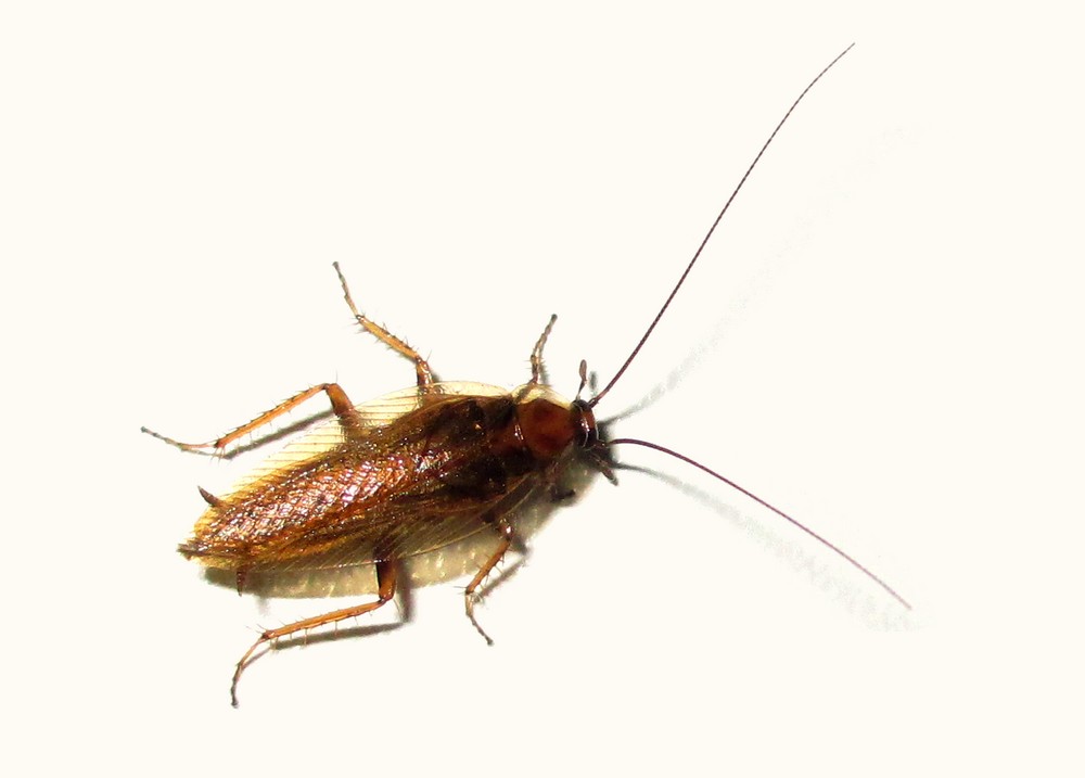 BernsteinWaldschabe Foto & Bild tiere, wildlife, insekten Bilder auf