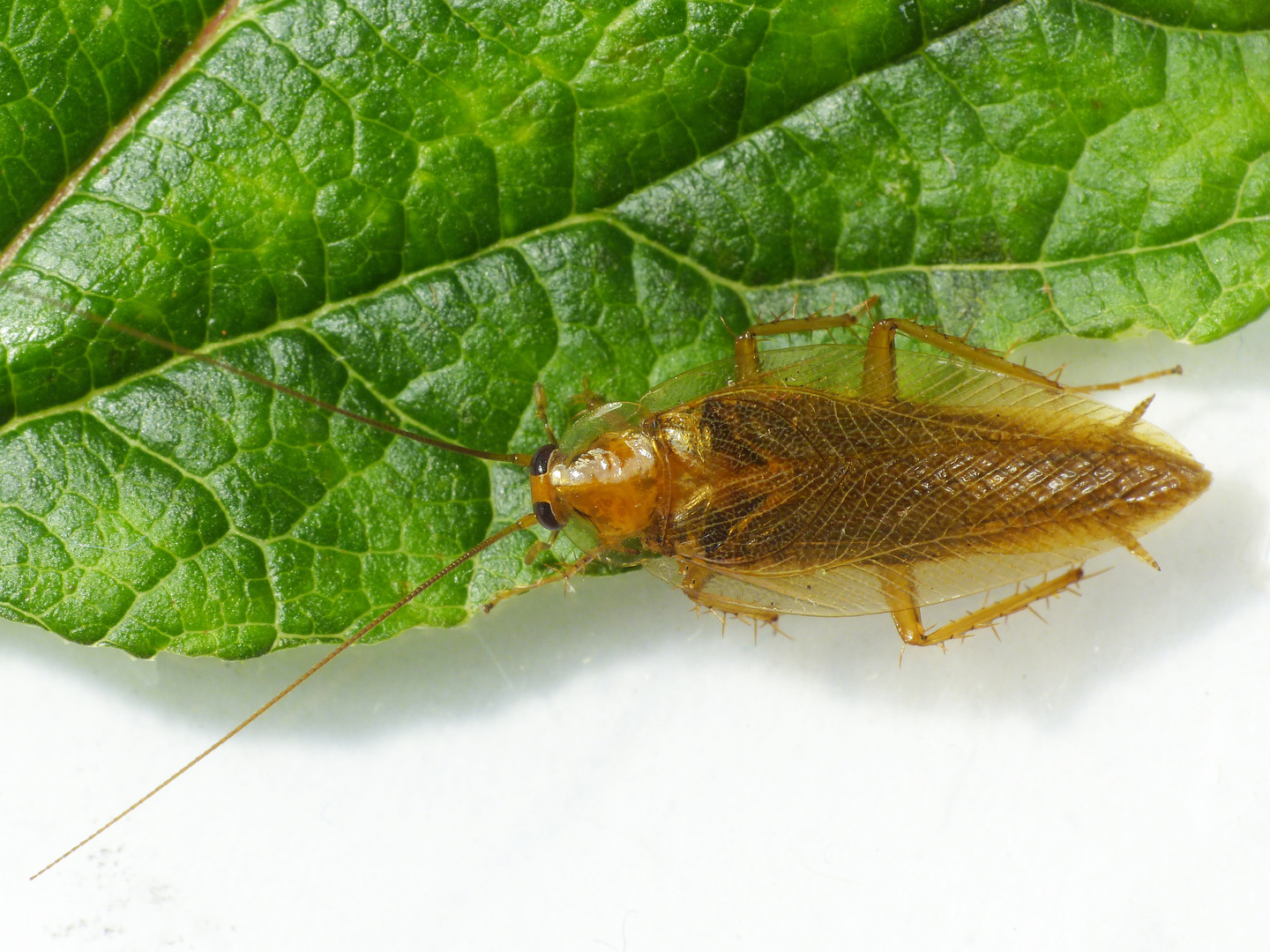 Bernstein-Waldschabe (Ectobius vittiventris)