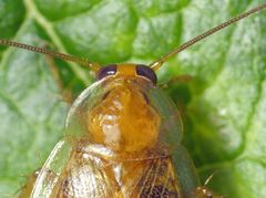 Bernstein-Waldschabe (Ectobius vittiventris)