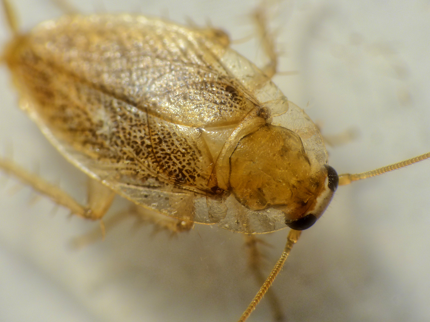 Bernstein-Waldschabe (Ectobius vittiventris) - Einwanderer aus dem Süden