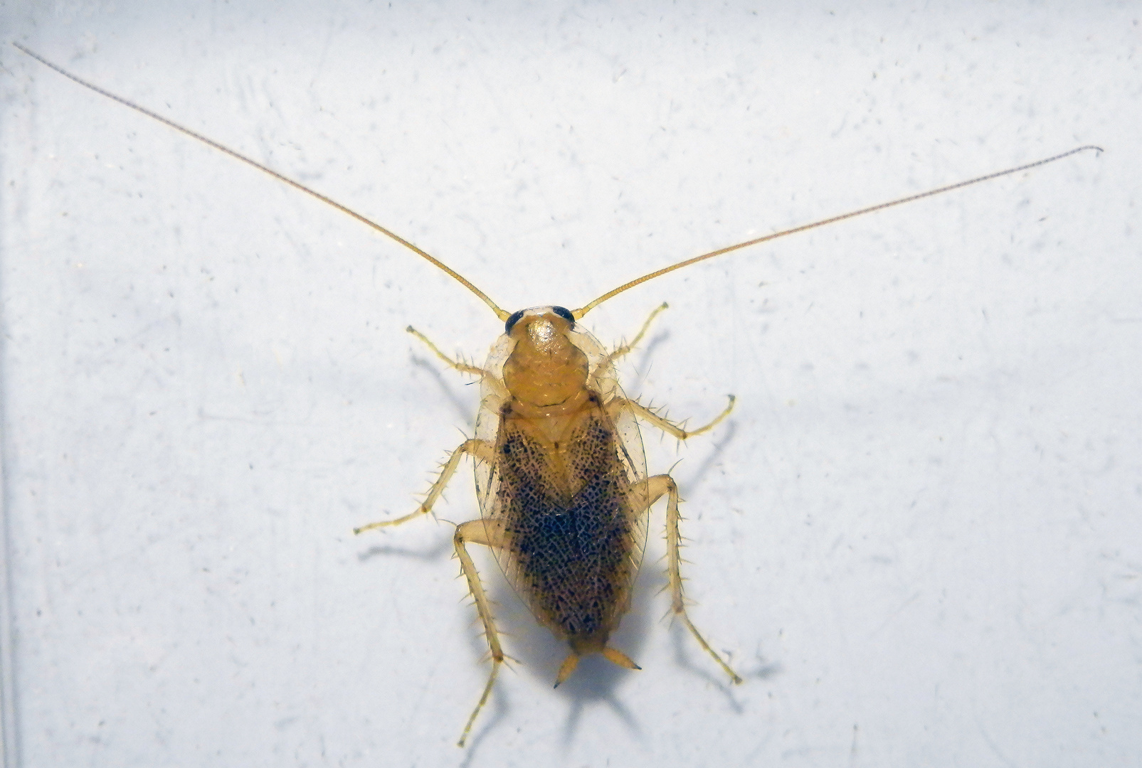 Bernstein-Waldschabe (Ectobius vittiventris) - Einwanderer aus dem Süden