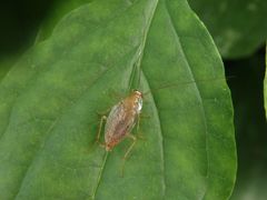 Bernstein-Waldschabe (Ectobius vittiventris) in der Hecke