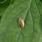 Bernstein-Waldschabe (Ectobius vittiventris) in der Hecke