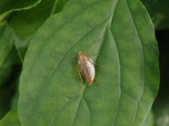 Bernstein-Waldschabe (Ectobius vittiventris) in der Hecke