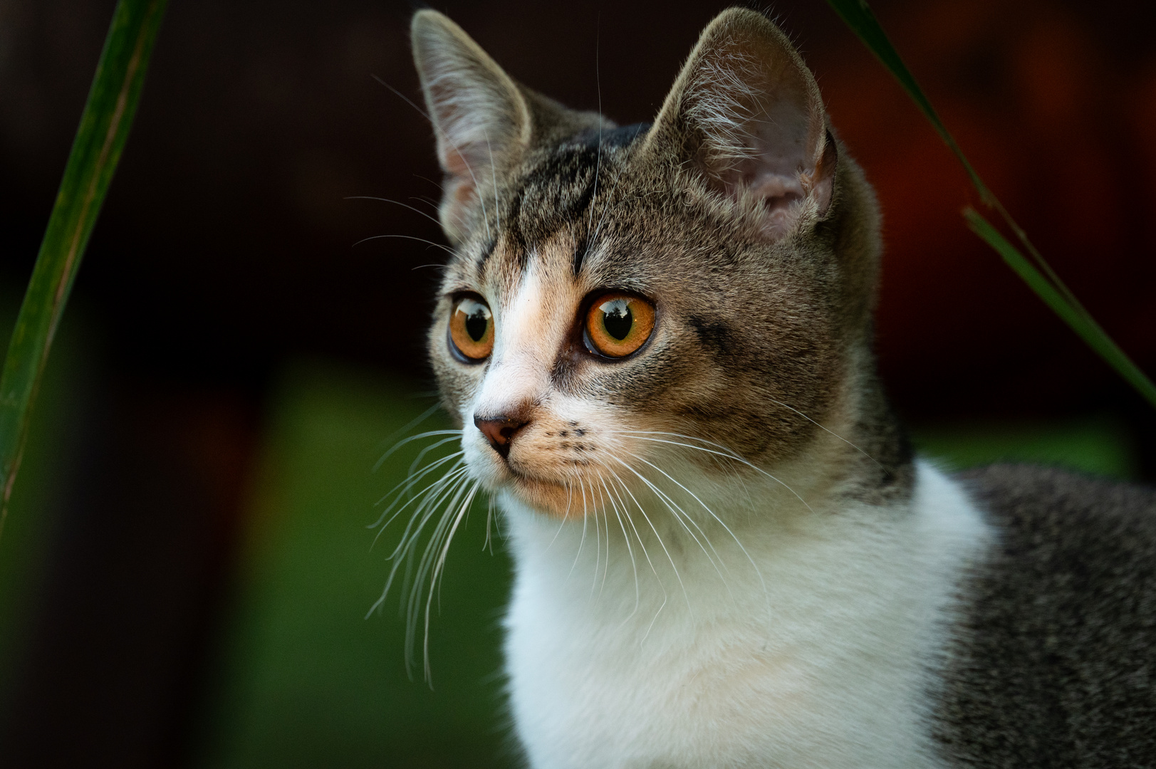 Bernsteinfarbener Blick