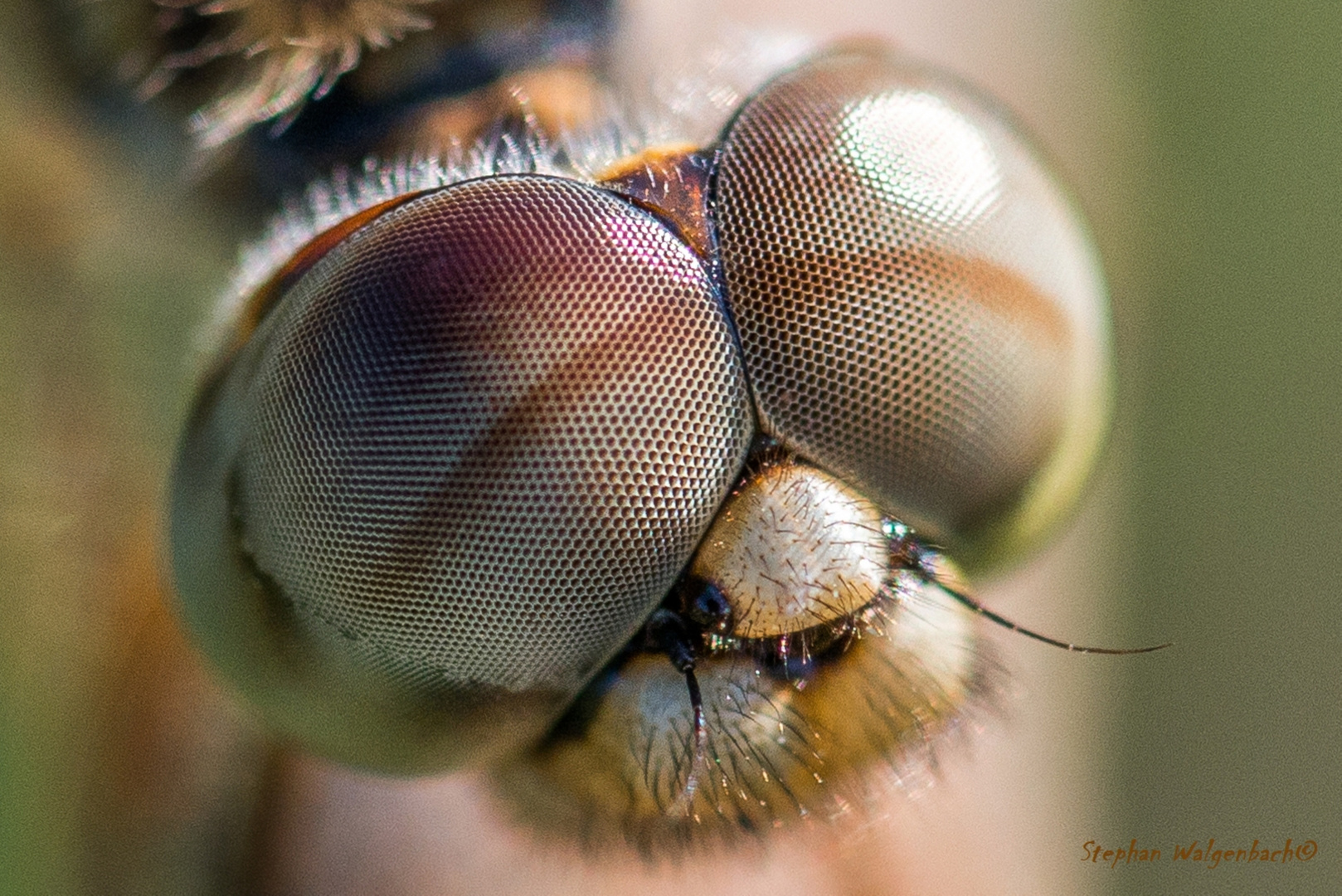  Bernsteinlibelle (Brachythemis contaminata weibl..) Portrait