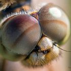  Bernsteinlibelle (Brachythemis contaminata weibl..) Portrait