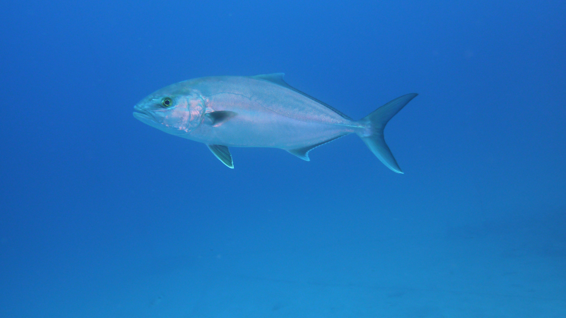 Bernsteinmakrele Foto & Bild tiere, salzwasser, atlantic Bilder auf