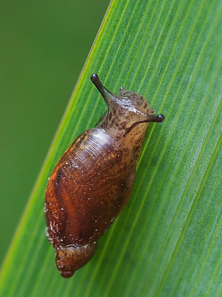 Bernsteinschnecke