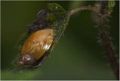 Bernsteinschnecke