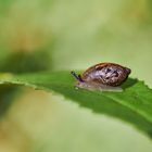 Bernsteinschnecke