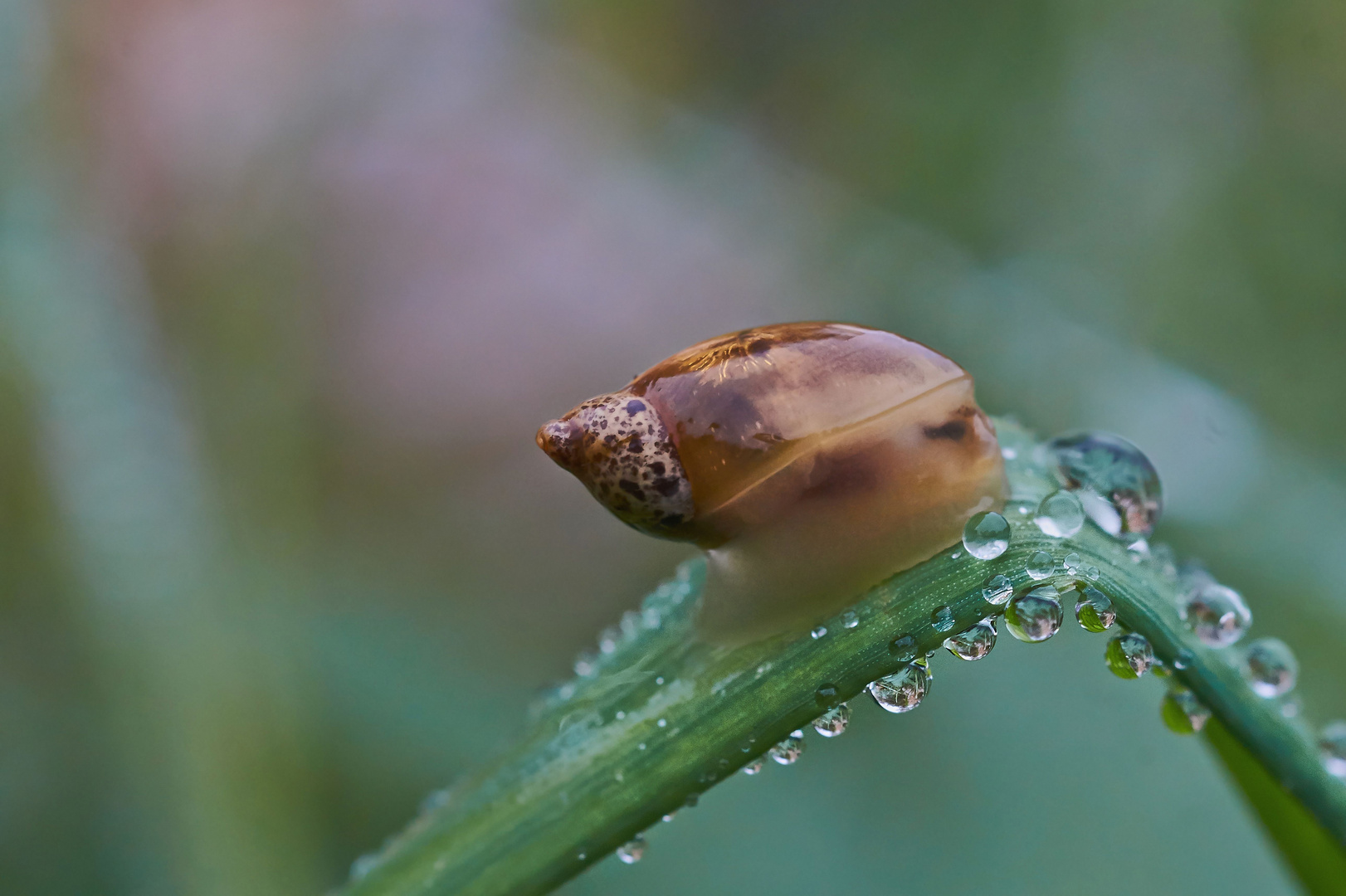 Bernsteinschnecke