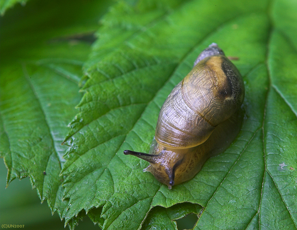 Bernsteinschnecke