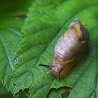 Bernsteinschnecke