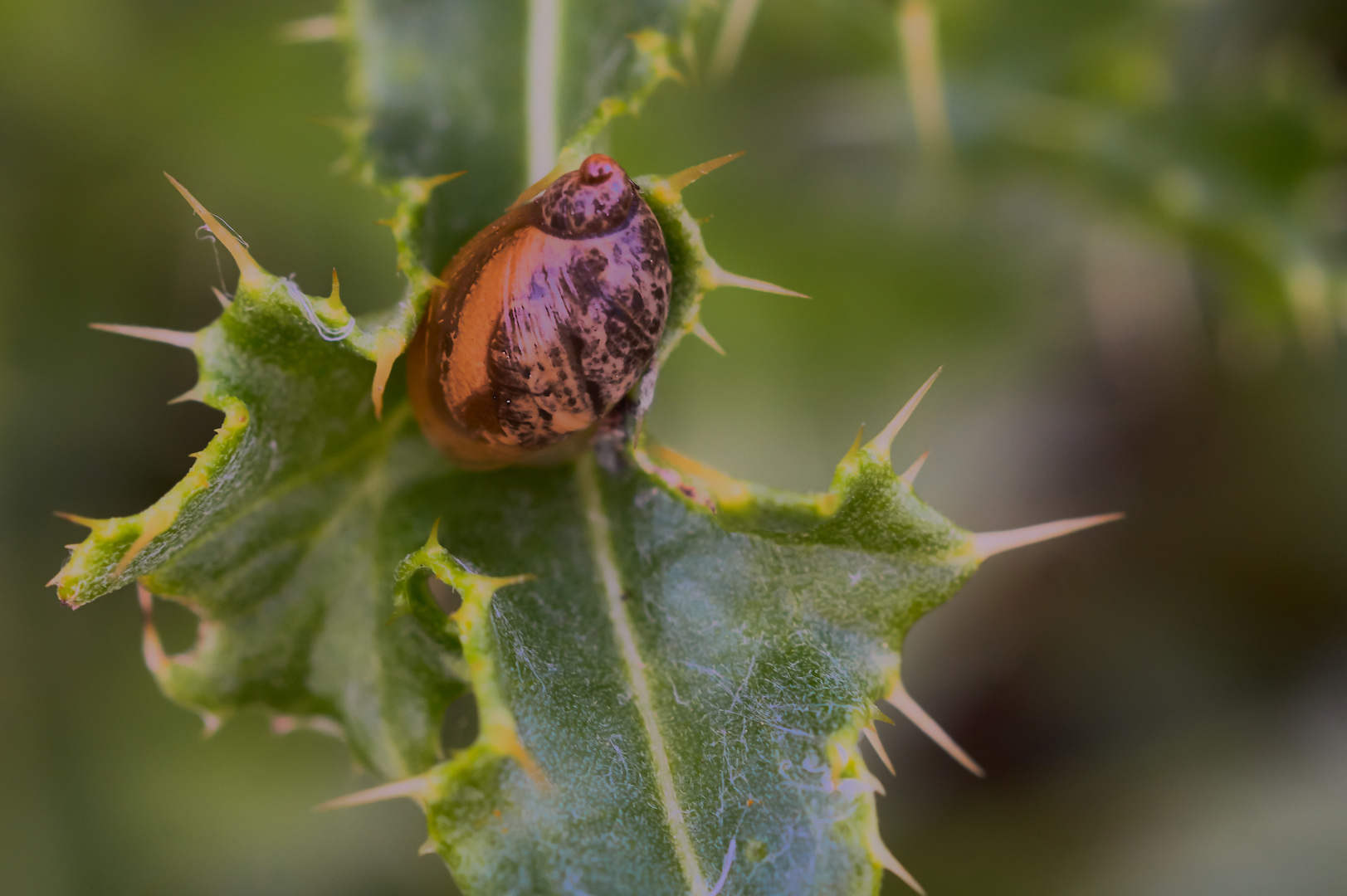 Bernsteinschnecke