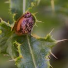 Bernsteinschnecke