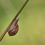 Bernsteinschnecke