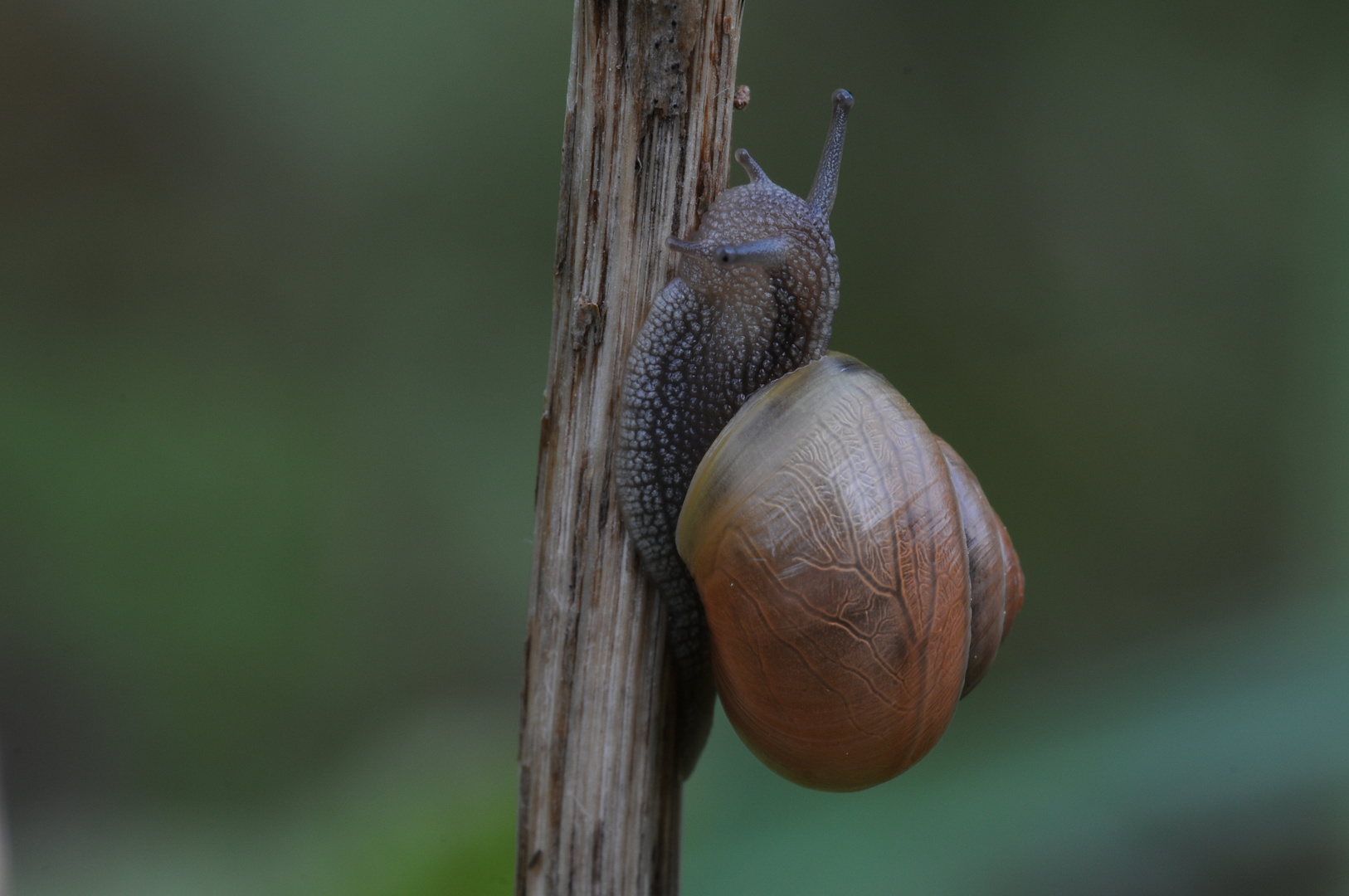 Bernsteinschnecke