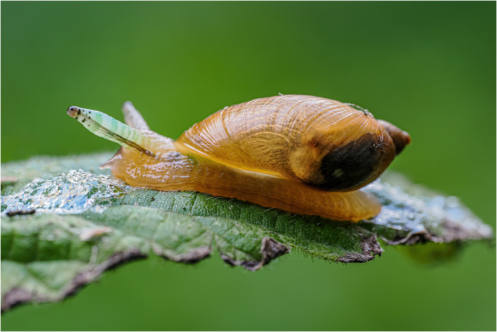 Bernsteinschnecke mit Besucher..