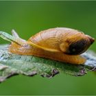 Bernsteinschnecke mit Besucher..