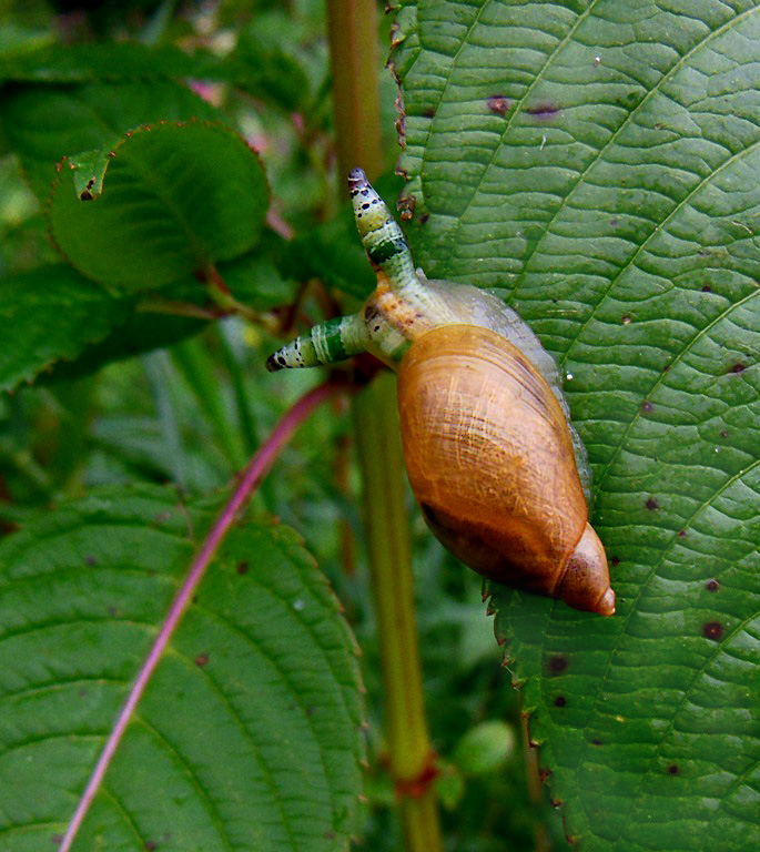 Bernsteinschnecke mit Parasit