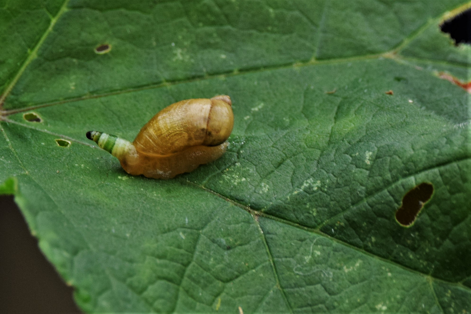 Bernsteinschnecke mit Parasit