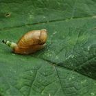 Bernsteinschnecke mit Parasit