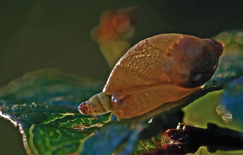 Bernsteinschnecke mit Saugwurm