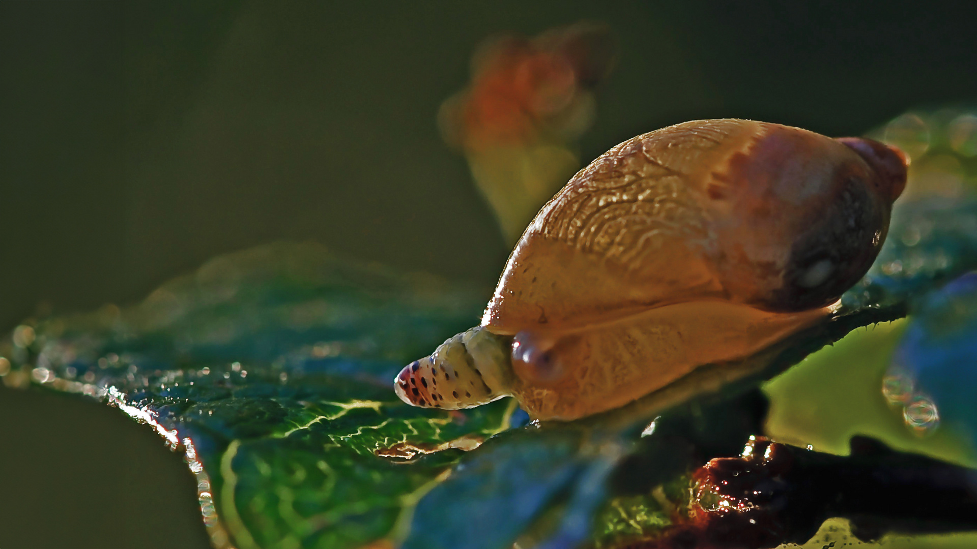 Bernsteinschnecke mit Saugwurm