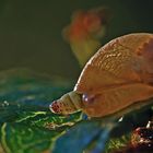 Bernsteinschnecke mit Saugwurm