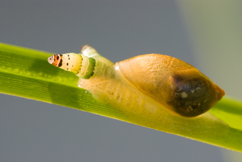 Bernsteinschnecke mit Schlauchwurm befall