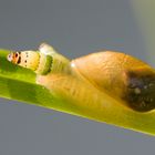 Bernsteinschnecke mit Schlauchwurm befall