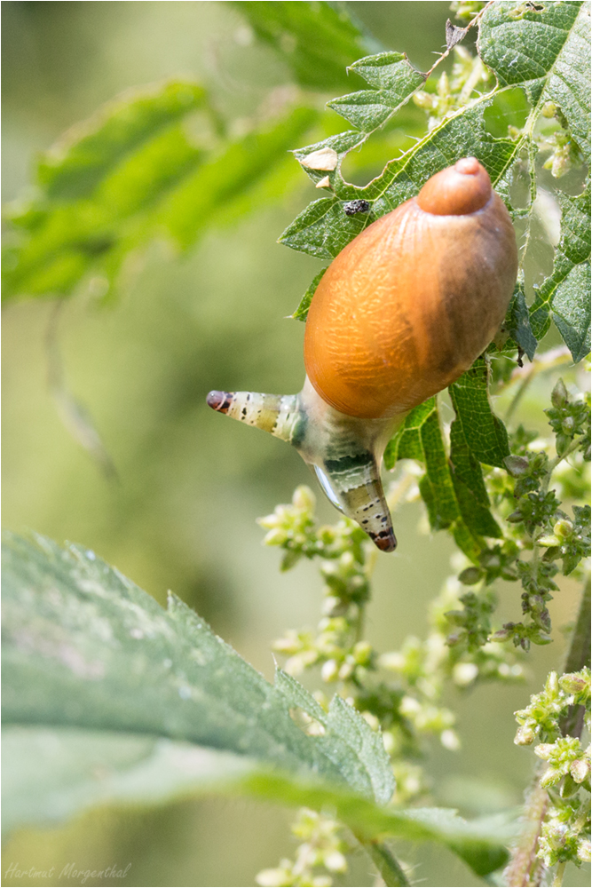 Bernsteinschnecke (Succinea putris)