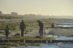 Bernsteinsuche  auf Hiddensee 