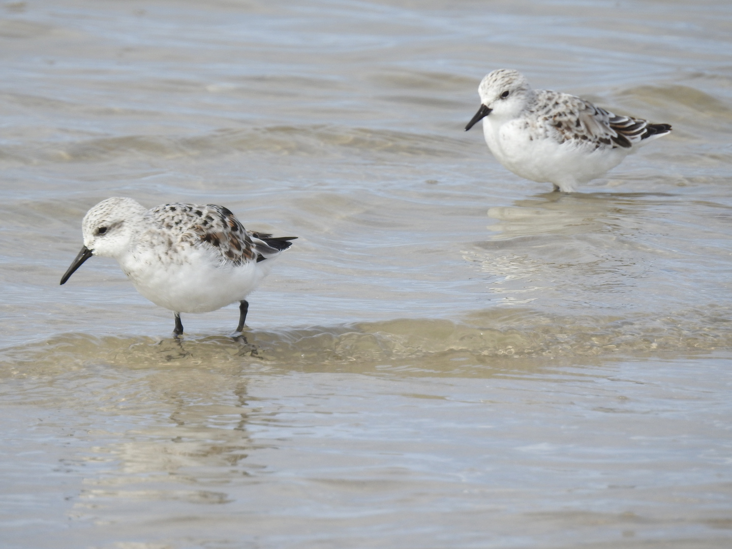 Bernsteinsucher bei Blåvand