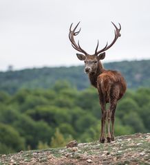 berrea en la sierra ll