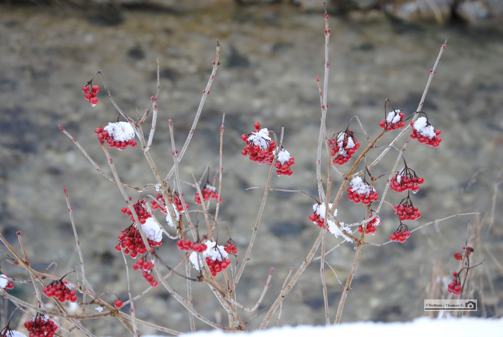 Berren mit Schnee