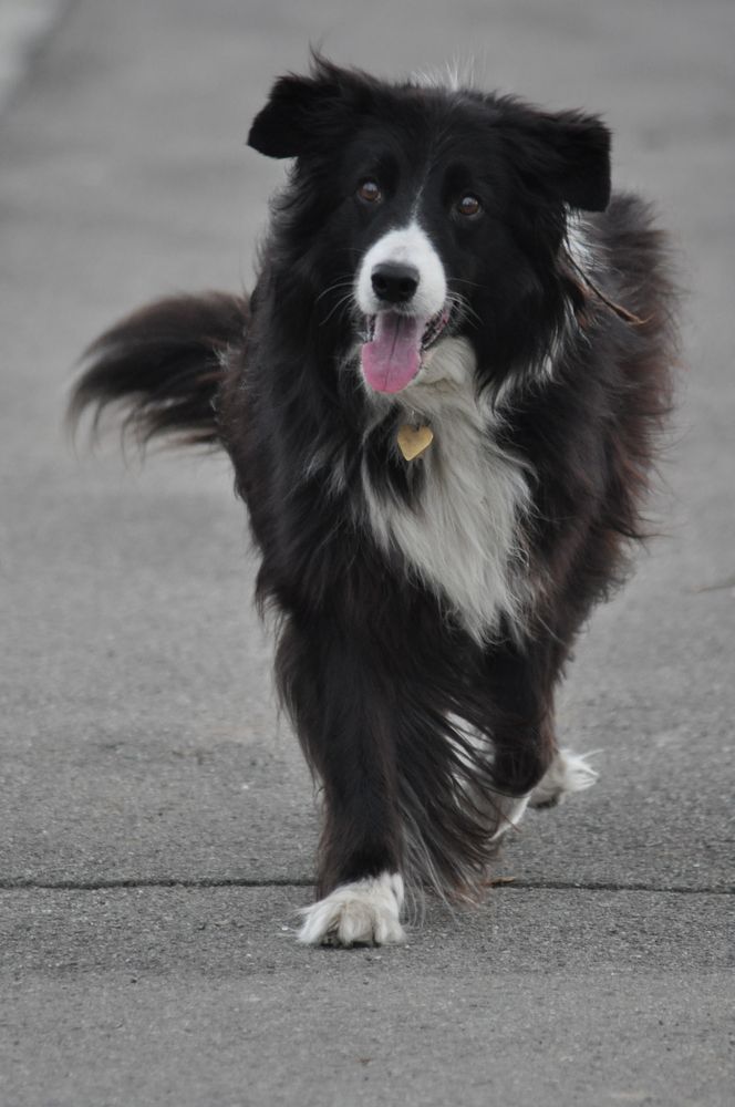 Berret….der beste Hund der Welt !!! Foto & Bild tiere, haustiere