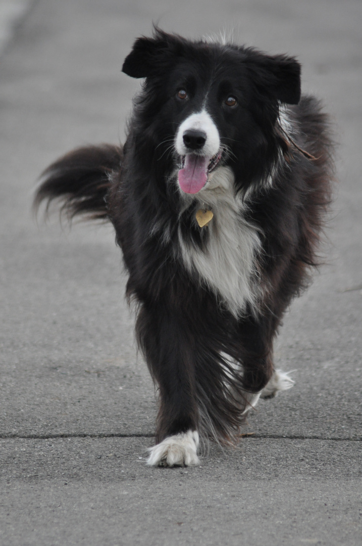 Berret….der beste Hund der Welt !!! Foto & Bild tiere, haustiere