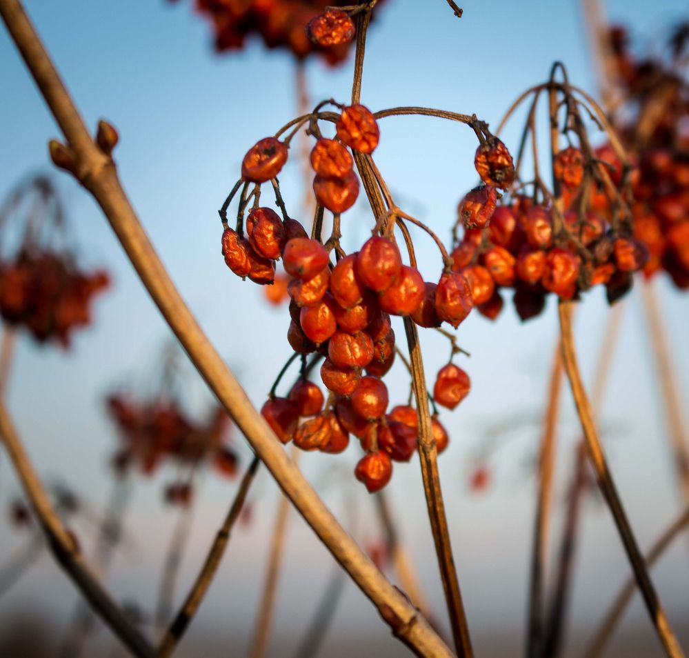 Berries