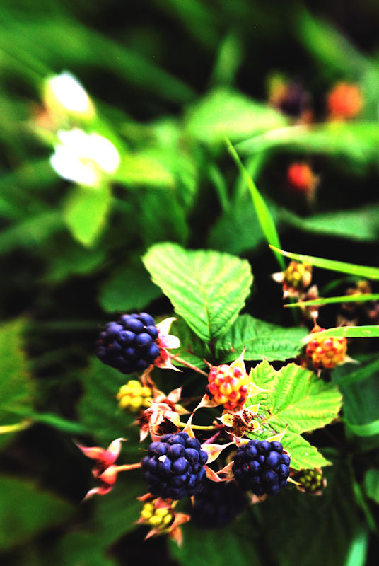 berries