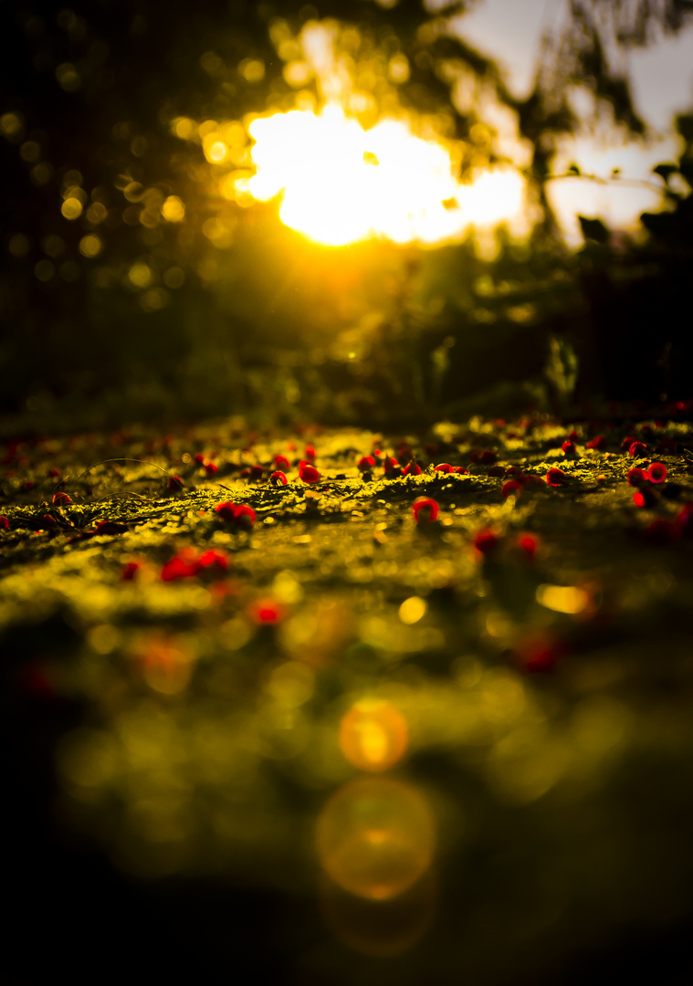 Berries