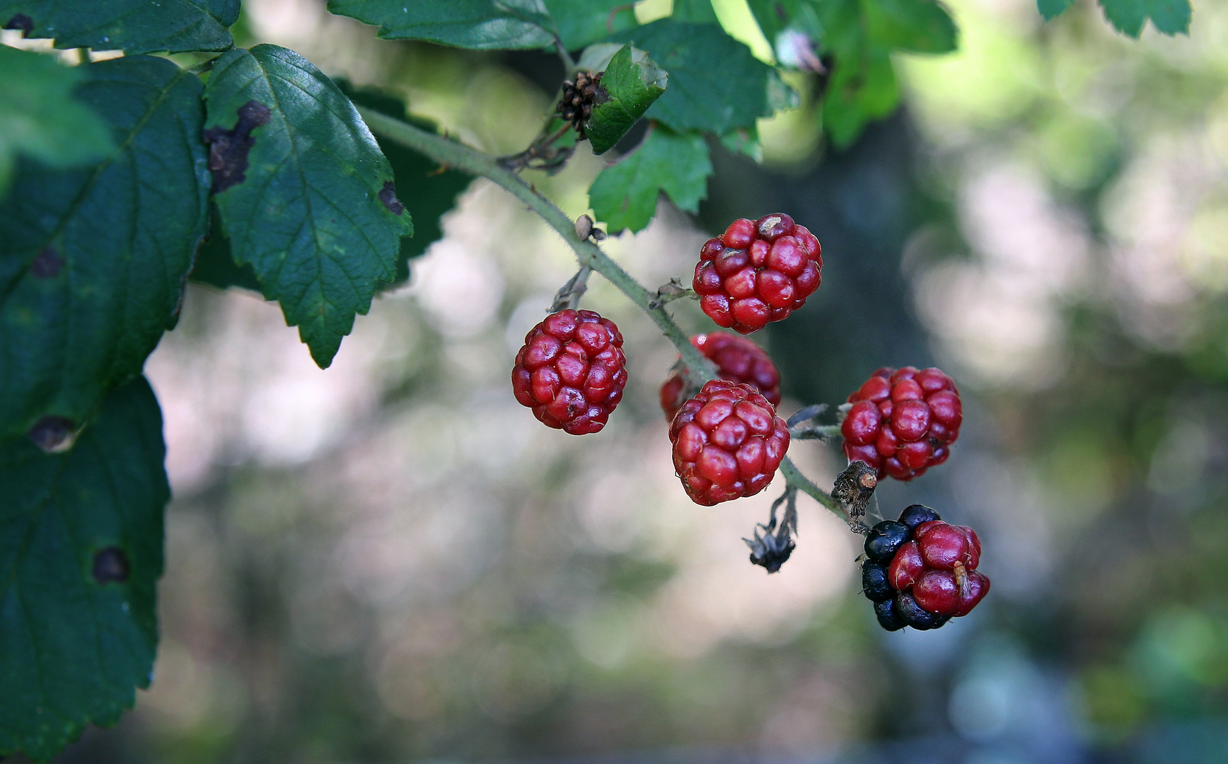 Berries