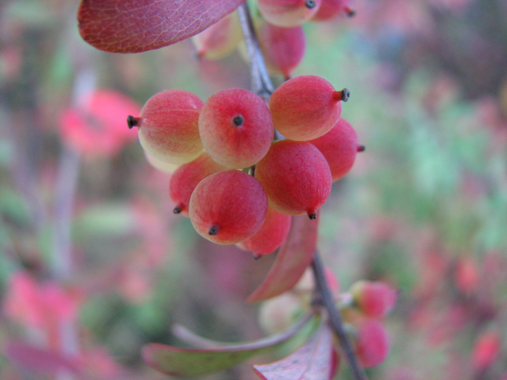 Berries