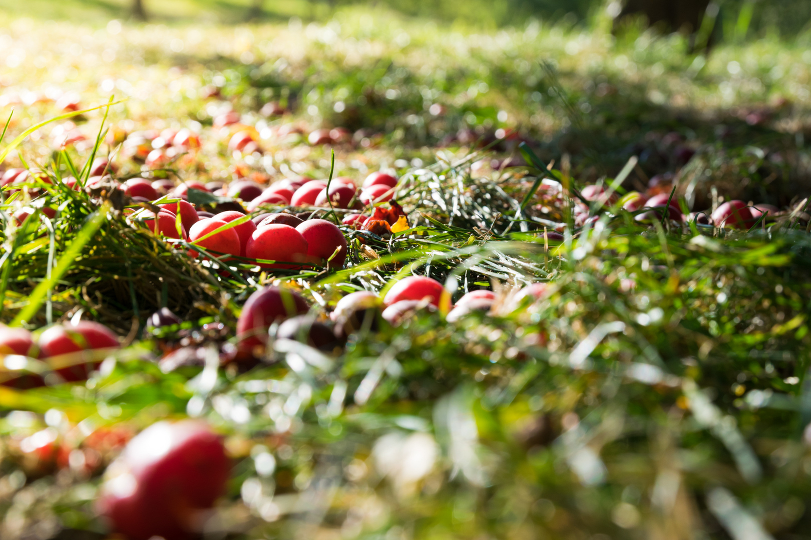 berries